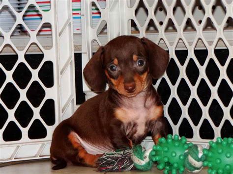 dachshunds for sale fresno ca